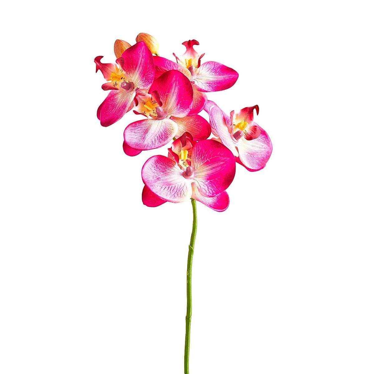 Mini Tallo Orquidea Purple Pier 1 Imports
