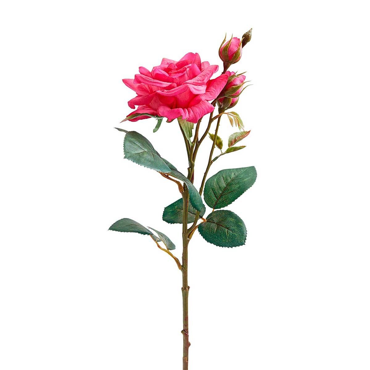 Rosa Tacto Real Rose Bold Pier 1 Imports