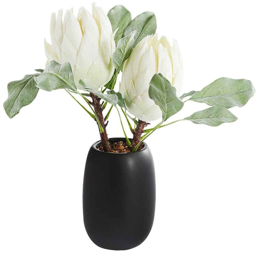 Arreglo en Maceta Protea Black Pier 1 Imports