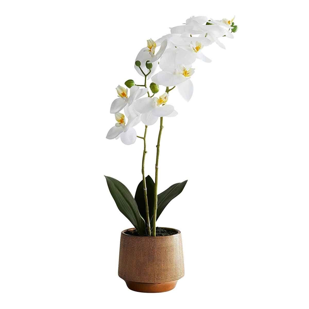 Arreglo Orquideas 18 Pier 1 Imports