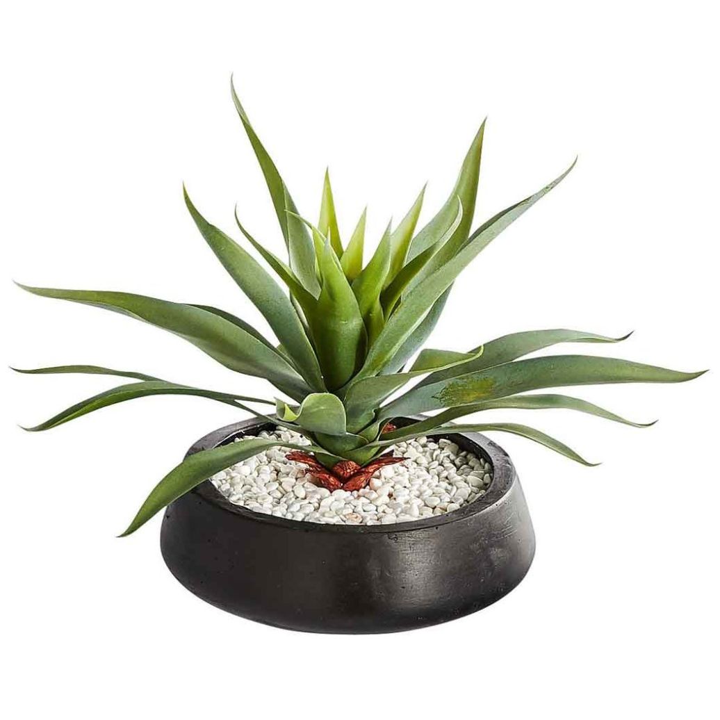 Arreglo Aloe Black Bowl Pier 1 Imports