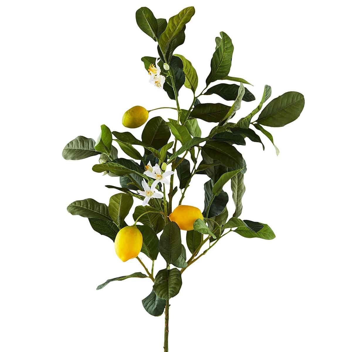 Rama de Limonero Pier 1 Imports