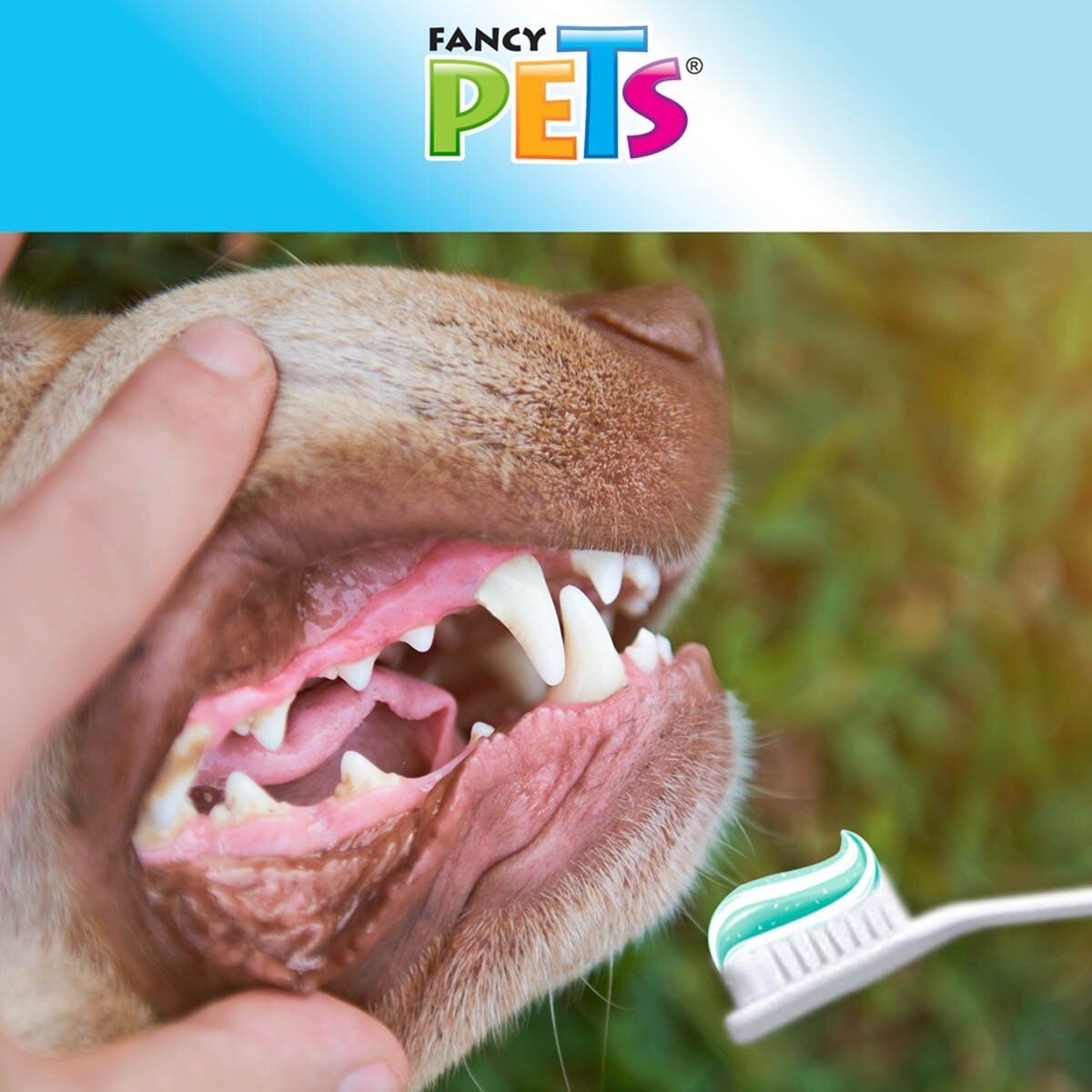 Kit Dental Para Perro Con Pasta Y Cepillo Sears