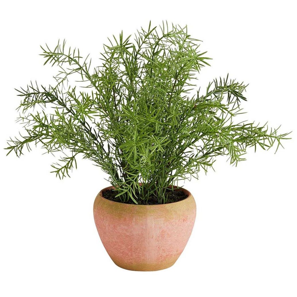 Maceta con Rosemary - Pier 1 Imports