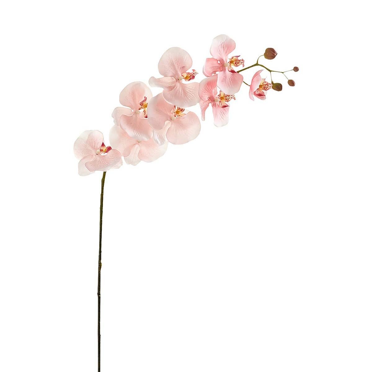 Tallo Pink Orchid Pier 1 Imports