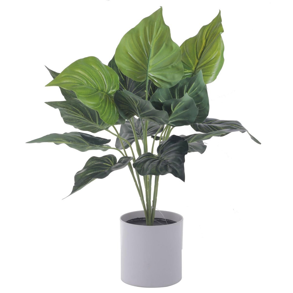 Planta en Maceta 40Cm