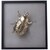 Cuadro de Escarabajo con Marco de Metal 30X32X5Cm Plata Concepts  Life