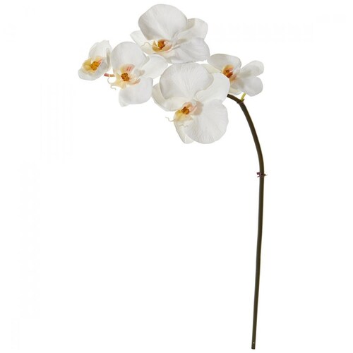 Mini Orquidea Phalaenopsis 20Cm Blanco