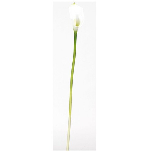 Lirio Cala 8Cm Crema Nearly Natural