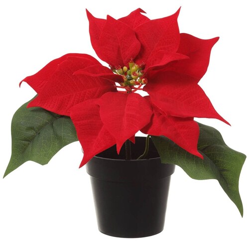 Maceta Nochebuena 7.5 Rojo Allstate Lottus