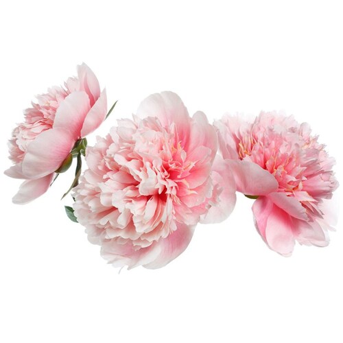 Fragancia para Mujer Coach Floral Blush Edp 90 Ml
