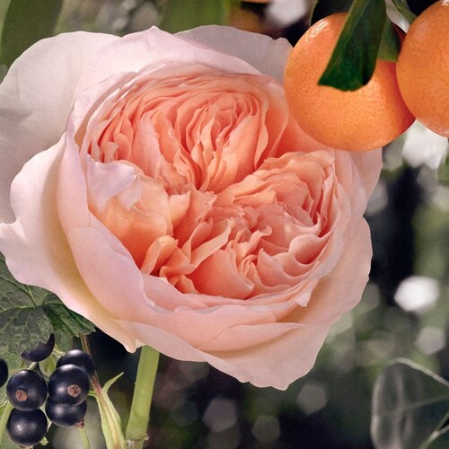 Eau de Toilette Chloé Rose Tangerine 75 Ml para Mujer