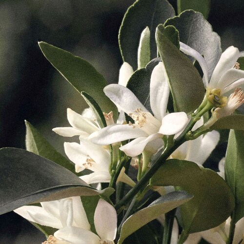 Eau de Parfum Chloé Rose Naturelle 100 Ml para Mujer