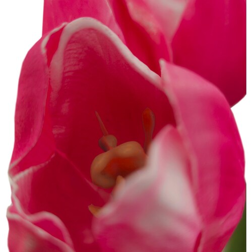 Ramo  Tulipanes 49 Cm Rosa Lottus