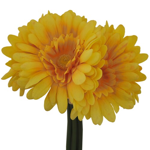 Ramo Gerberas 30 Cm Amarillo Lottus