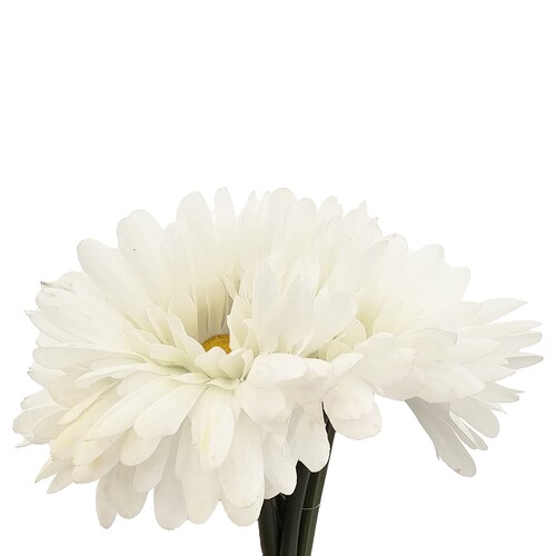 Ramo Gerberas 30 Cm Blanco Lottus