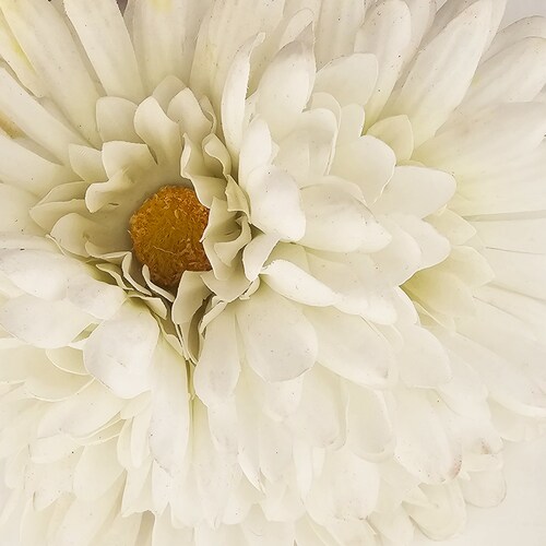 Ramo Gerberas 30 Cm Blanco Lottus