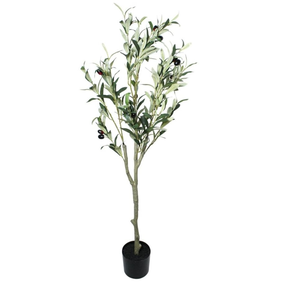 Árbol de Olivo A100 Corner Home