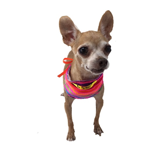 Kit de accesorios: paliacate + corbata para mascotas  pequeñas marca El Rebozo de Dolce