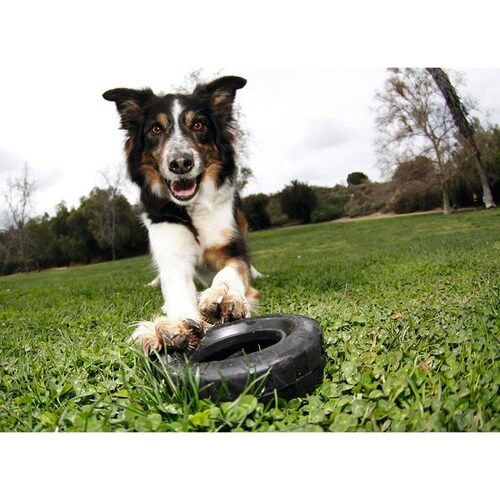 Juguete Perro Llanta Chica Tires Small Mascota Kong