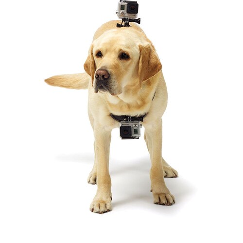 ARNES PARA PERRO Y CAMARA GOPRO (FETCH)