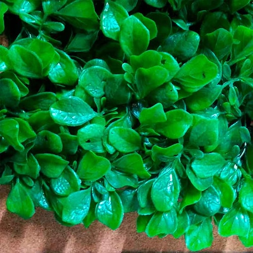 Follaje Artificial 40x60 Cm Muro Verde Sintetico Boxwood