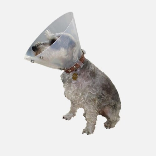 Collar Isabelino Q´kn #2 para Perro