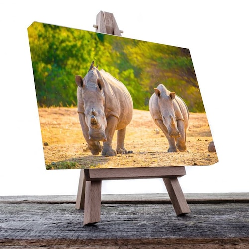 Cuadro Decorativo Canvas Rinocerontes caminando