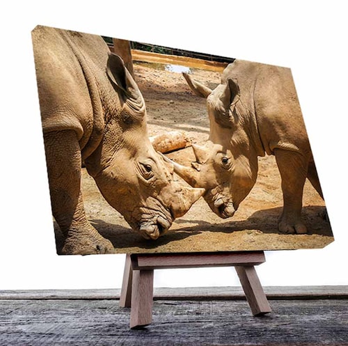 Cuadro Decorativo Canvas Rinocerontes jugando
