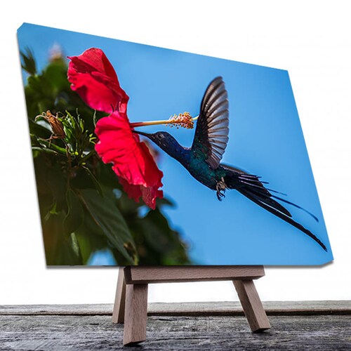 Cuadro Decorativo Canvas Colibrí Azul.