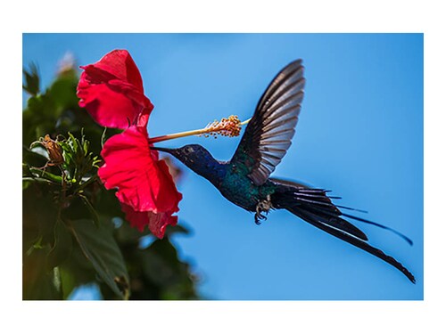Cuadro Decorativo Canvas Colibrí Azul.
