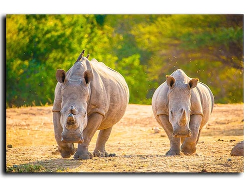Cuadro Decorativo Canvas Rinocerontes caminando