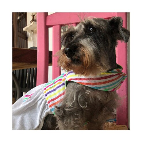 Vestido Adelita para Mascotas de la Marca Mascotti