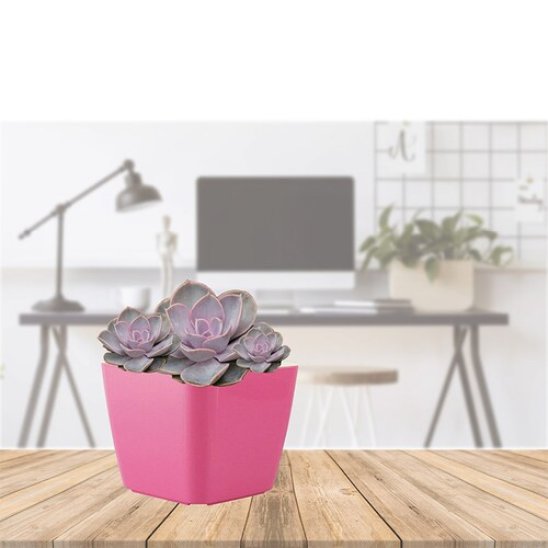 Smart Garden Kit 3 x Maceta autorregable RA1009 Decorativa Cuadrada bajita - Mini Moderna suculentas - Riego Inteligente - Rosa brilloso - Plástico ABS Anti UV (10cm de diámetro x 9cm de Alto)
