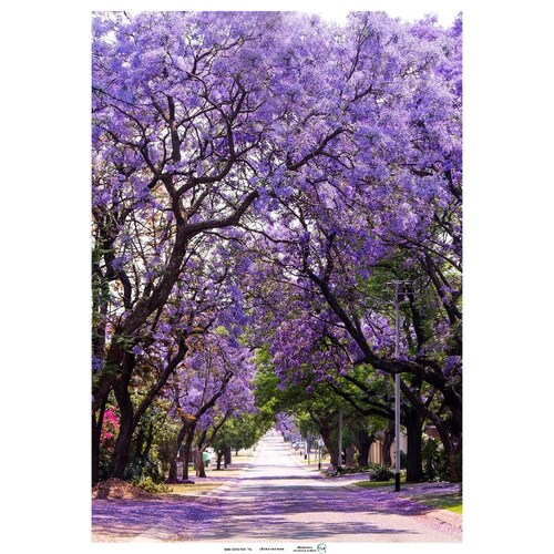 Cuadros Decorativos Bugambilias MobileCity Set 3 piezas 40 x 60
