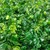 Follaje Artificial  Muro Verde Sintentico 60 X 40 Cm Modelo Jardin Pared Pasto