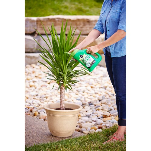 MIRACLE-GRO ALIMENTO PARA PLANTAS DE PALMAS 2.04 KG