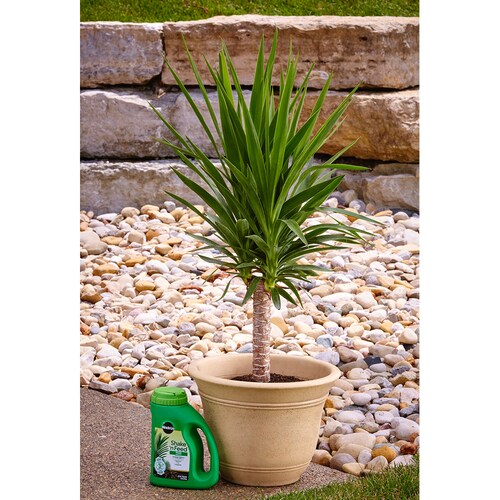 MIRACLE-GRO ALIMENTO PARA PLANTAS DE PALMAS 2.04 KG