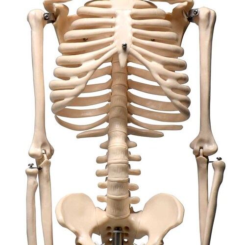 ZEIGEN Modelo del Esqueleto humano de 85 cm