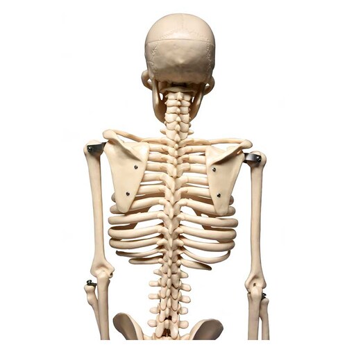 ZEIGEN Modelo del Esqueleto humano de 85 cm