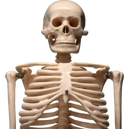 ZEIGEN Modelo del Esqueleto humano de 85 cm
