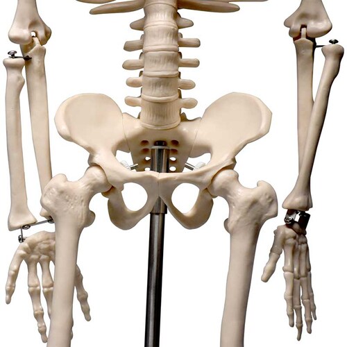 ZEIGEN Modelo del Esqueleto humano de 85 cm