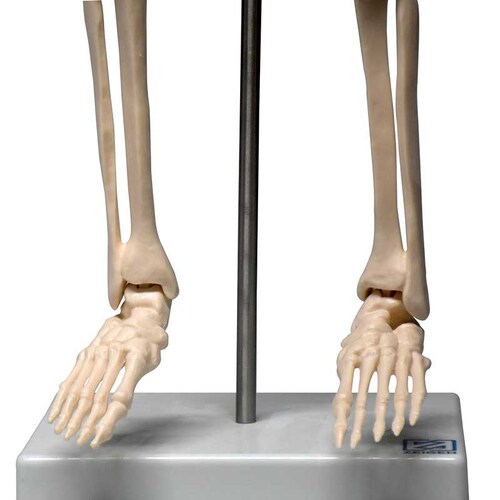 ZEIGEN Modelo del Esqueleto humano de 85 cm