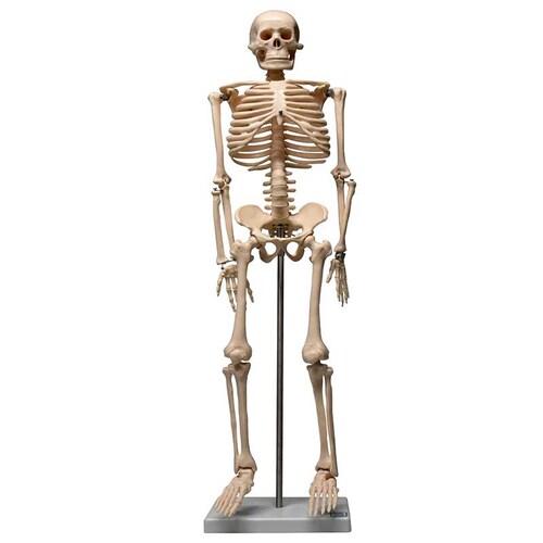 ZEIGEN Modelo del Esqueleto humano de 85 cm