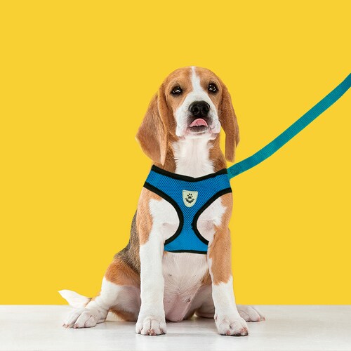 Pecheras Arnés Para Perros Seguridad Para Mascotas Medianas Azul