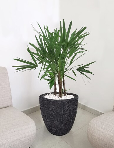Maceta Minimalista Negro Cilíndrica mejor Que Fibra De Vidrio