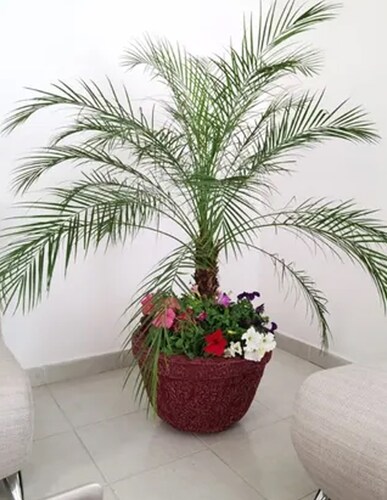 Maceta Minimalista Rojo Tazón Borde Mejor Que Fibra De Vidrio