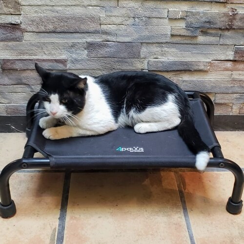 Cama Elevada Para Perro Mini.