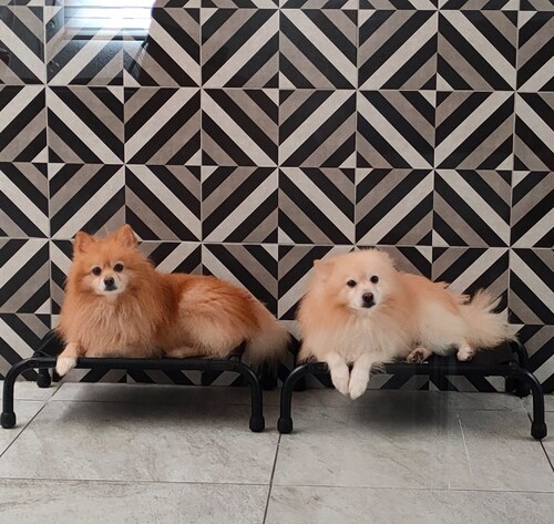 Cama Elevada Para Perro Mini.