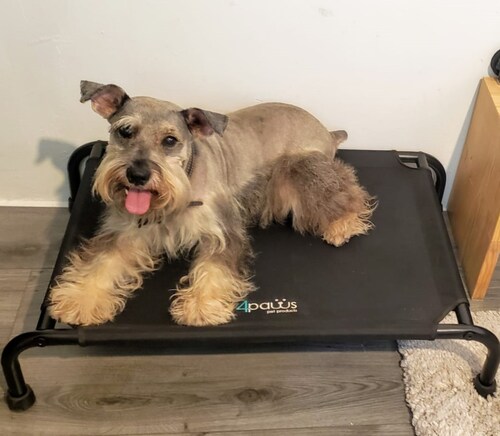Cama Elevada Para Perro Chica.